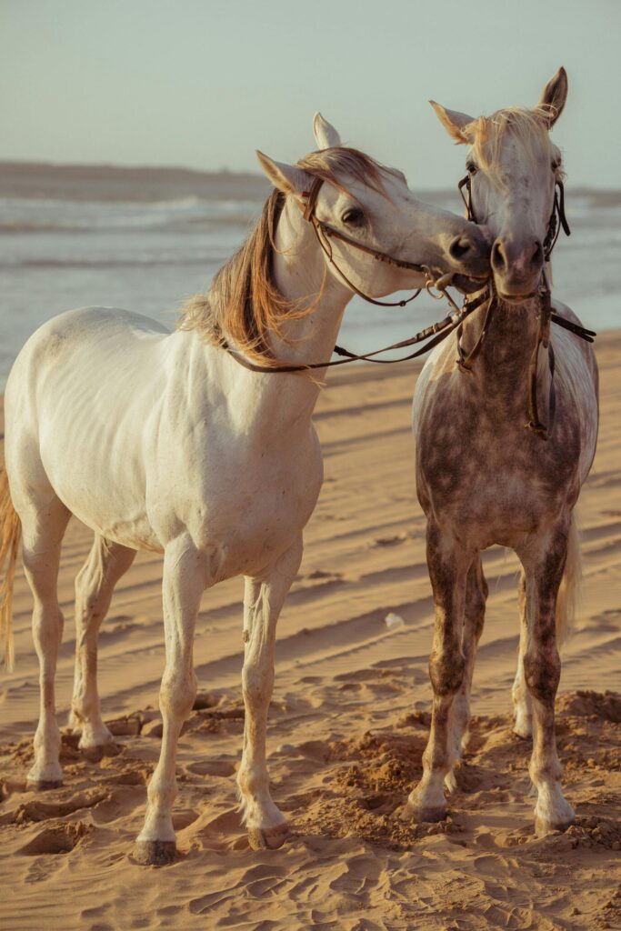 Two beautiful Arabian horses stand on the sandy beach in Essaouira, Morocco at sunset, creating a serene scene.